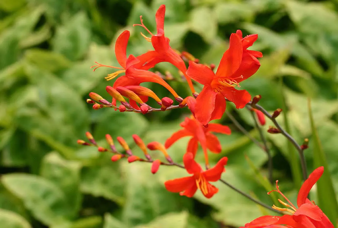 Lucifer Crocosmia (Crocosmia 'Lucifer') — <br><br>For maintenance, after the first frost, the foliage can be cut back to ground level