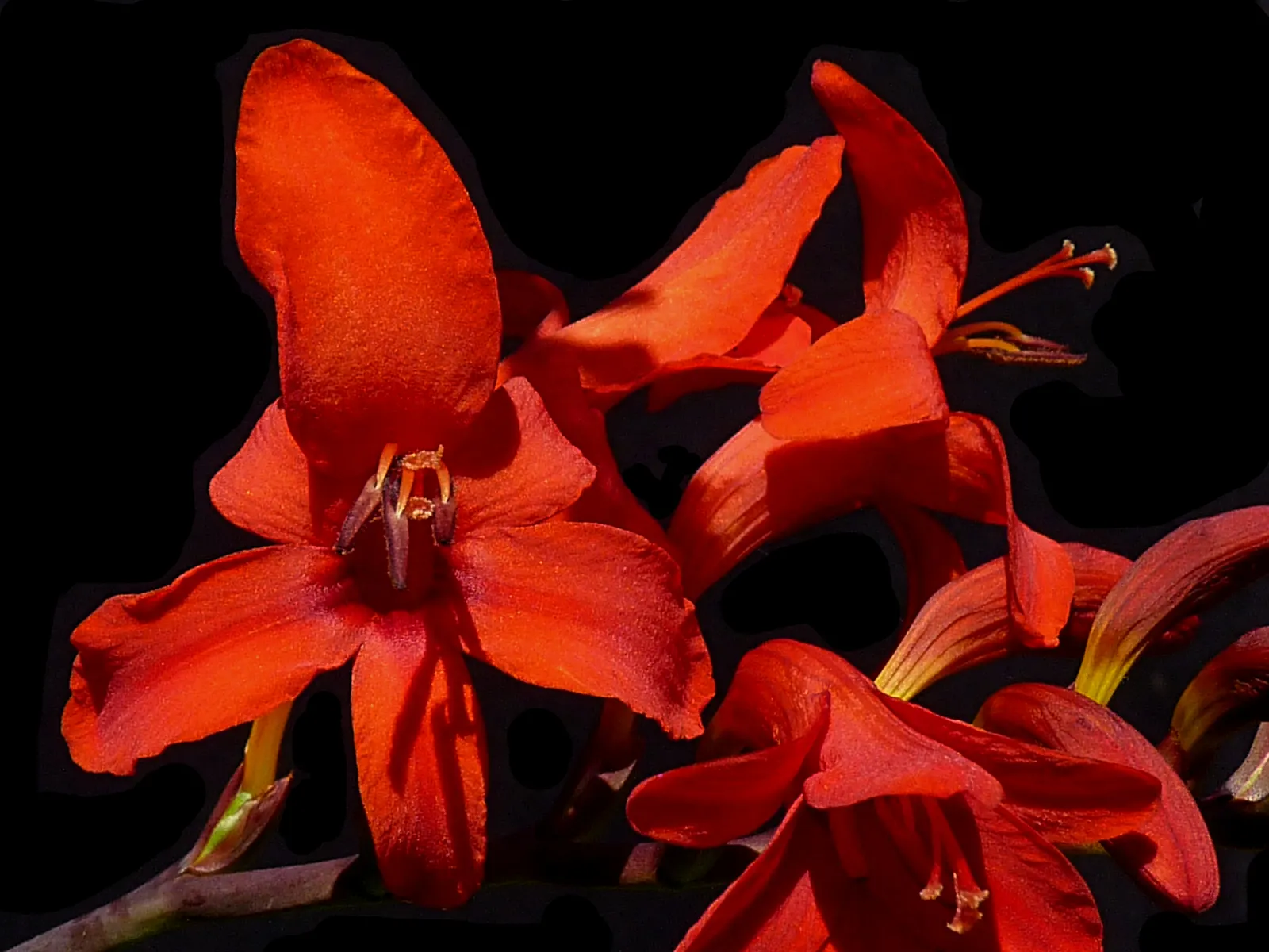 Lucifer Crocosmia (Crocosmia 'Lucifer') — allowing the client to bring a piece of their garden's splendor indoors