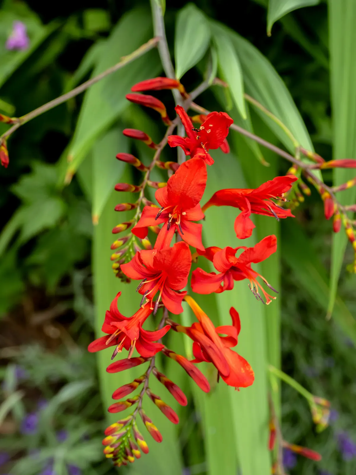 Lucifer Crocosmia (Crocosmia 'Lucifer') — fiery red blooms that bring a bold accent to any garden landscape