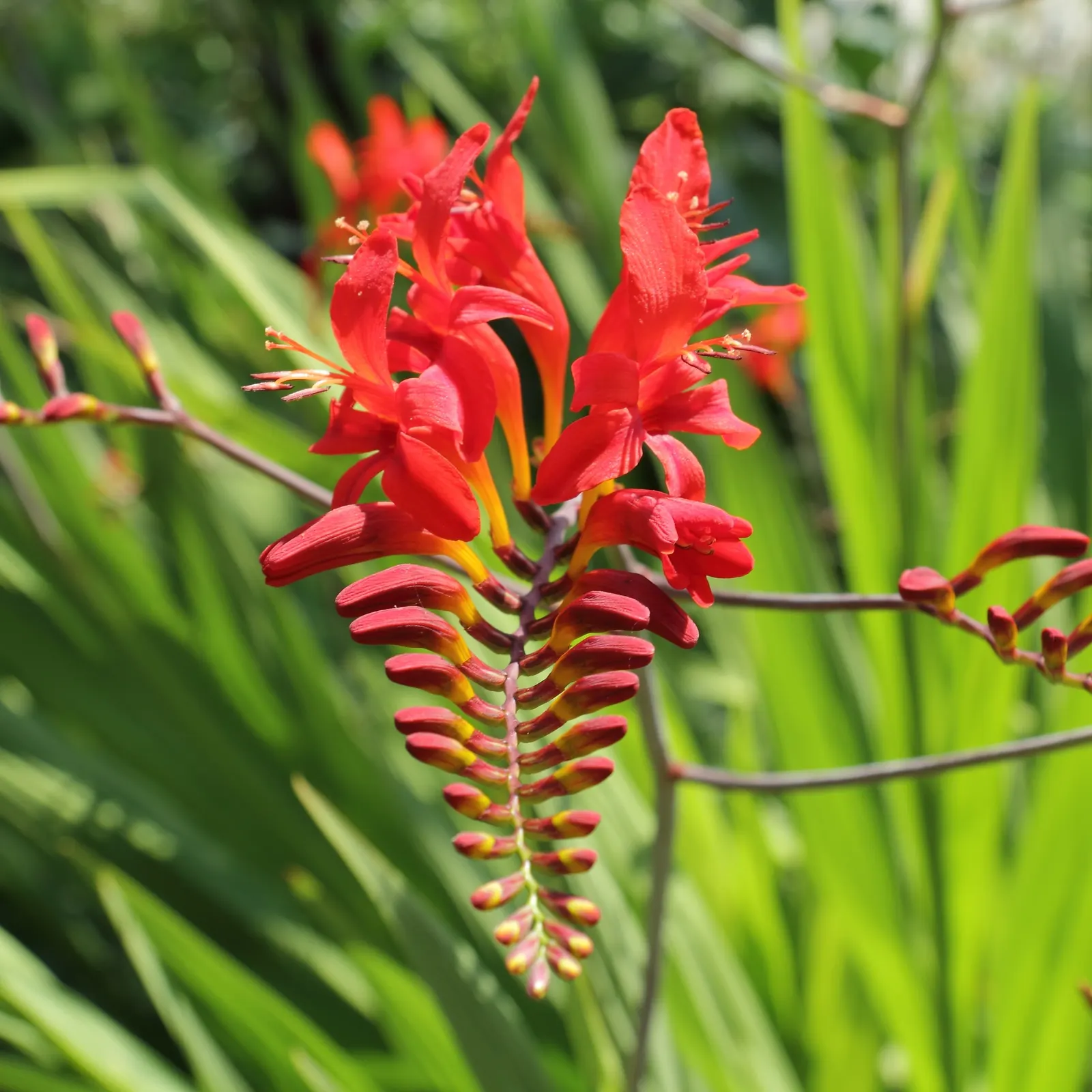Lucifer Crocosmia (Crocosmia 'Lucifer') — branched spikes that flutter above the foliage like flames
