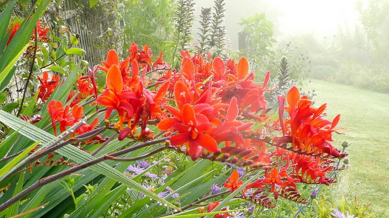 Lucifer Crocosmia (Crocosmia 'Lucifer') — Crocosmia 'Lucifer' showcases fiery red