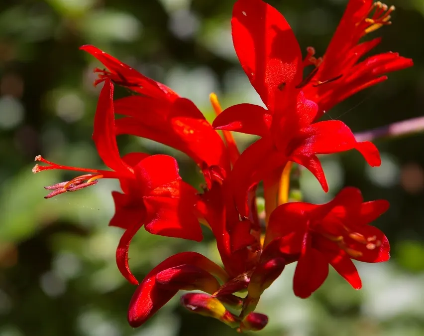 Lucifer Crocosmia (Crocosmia 'Lucifer') — trumpet-shaped blooms atop slender