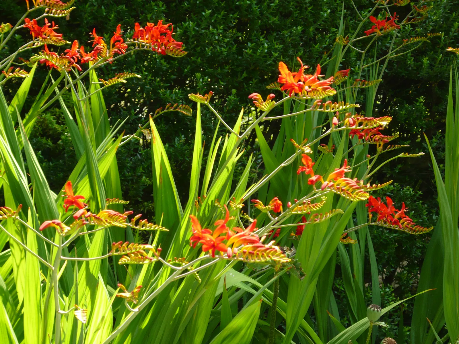 Lucifer Crocosmia (Crocosmia 'Lucifer') — and will perform best in well-drained soils