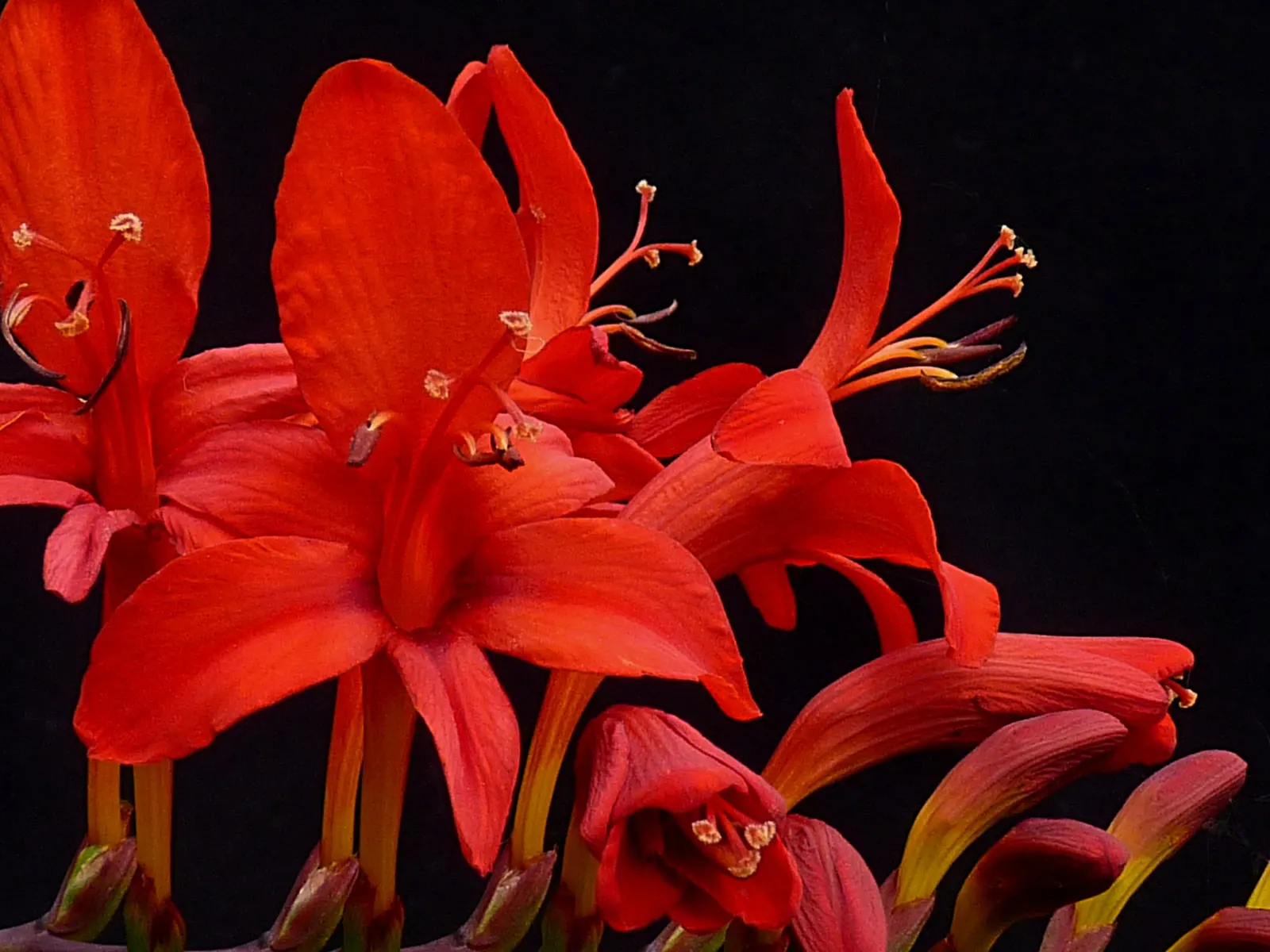 Lucifer Crocosmia (Crocosmia 'Lucifer') — Plant in full sun to partial shade in well-drained soil