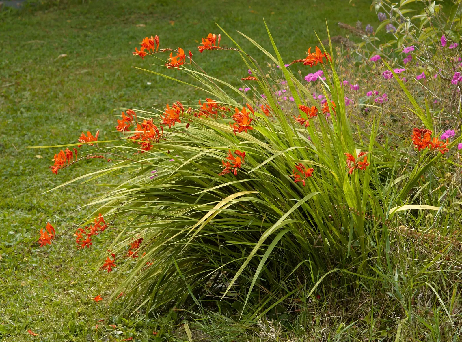 Lucifer Crocosmia (Crocosmia 'Lucifer') — bulb / perennial for full or half