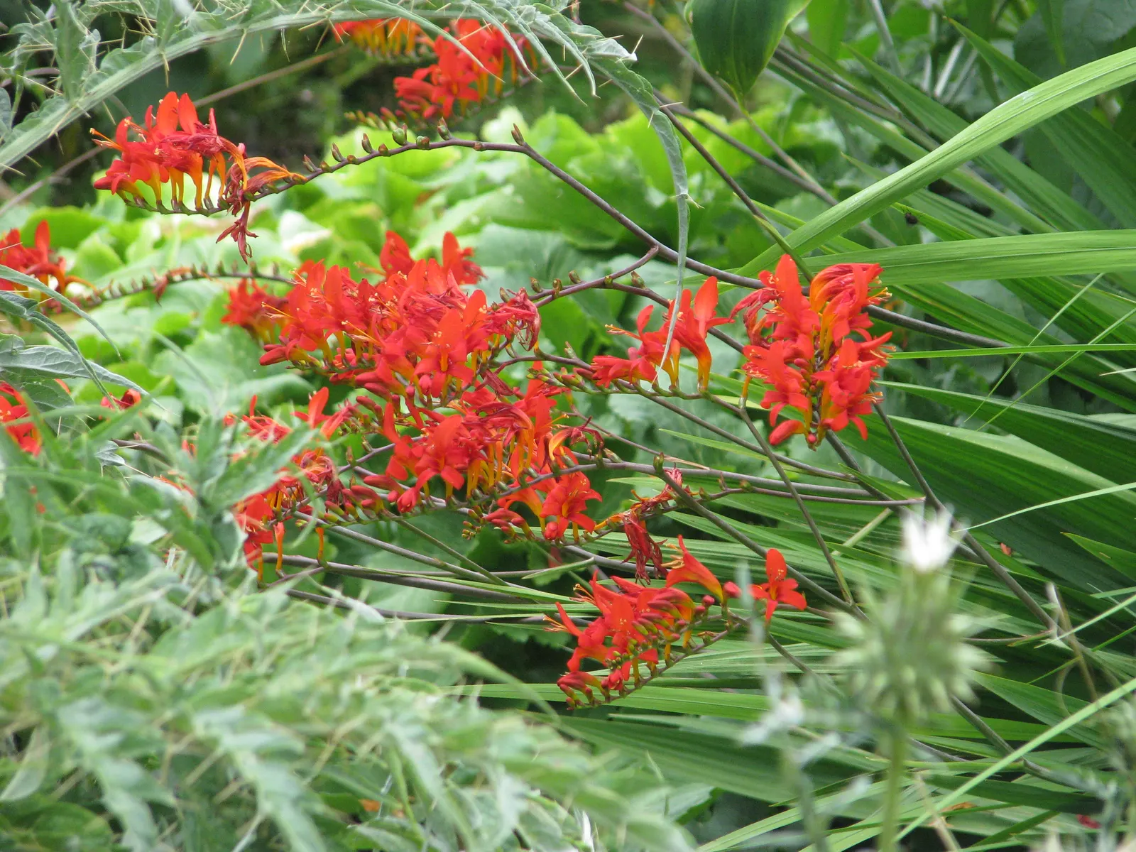 Lucifer Crocosmia (Crocosmia 'Lucifer') — This perennial thrives in zones 5-9, reaching 3-4 feet in height and spread of 1-2 feet; mixed beds or as a dramatic