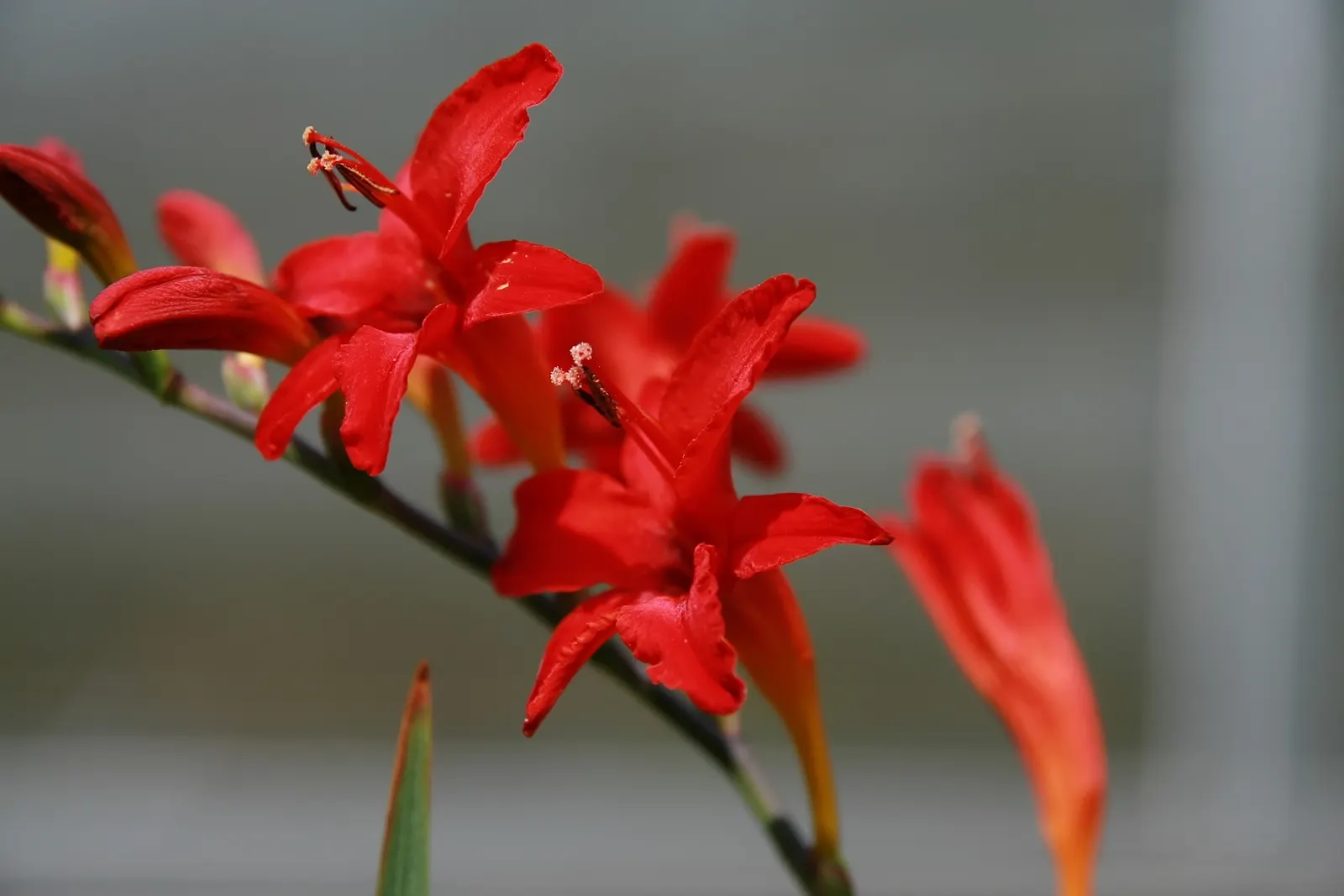 Lucifer Crocosmia (Crocosmia 'Lucifer') — especially during dry spells.<br><br>For landscape design