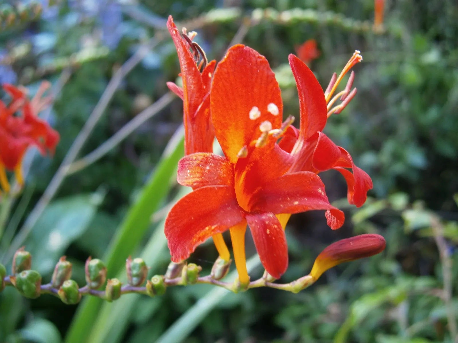 Lucifer Crocosmia (Crocosmia 'Lucifer') — Crocosmia 'Lucifer' showcases fiery red; this perennial thrives in zones 5-9, reaching 3-4 feet in height and spread
