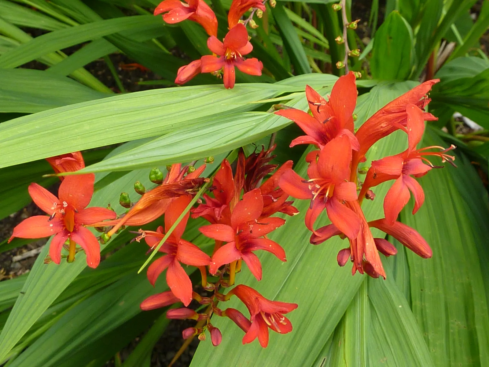 Lucifer Crocosmia (Crocosmia 'Lucifer') — bulb / perennial with red blooms