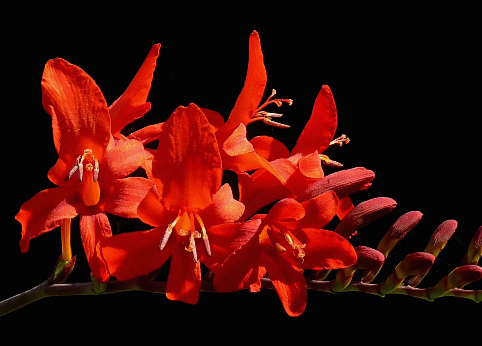 Lucifer Crocosmia (Crocosmia 'Lucifer') — Plant 6-8 inches apart for a dramatic effect; it's important to ensure the soil does not become waterlogged in