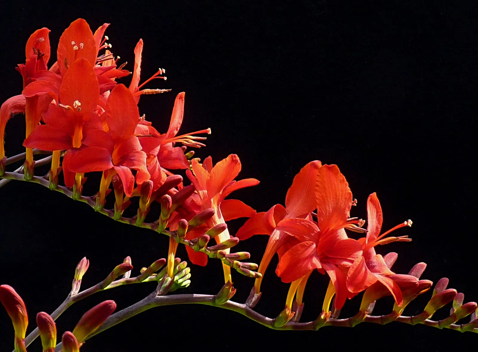 Lucifer Crocosmia (Crocosmia 'Lucifer') — Crocosmia 'Lucifer' is a herald of midsummer with its striking