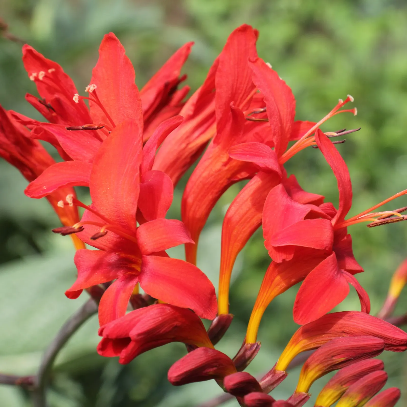 Lucifer Crocosmia (Crocosmia 'Lucifer') — they should water the Crocosmia regularly during the growing season to maintain moderate soil moisture