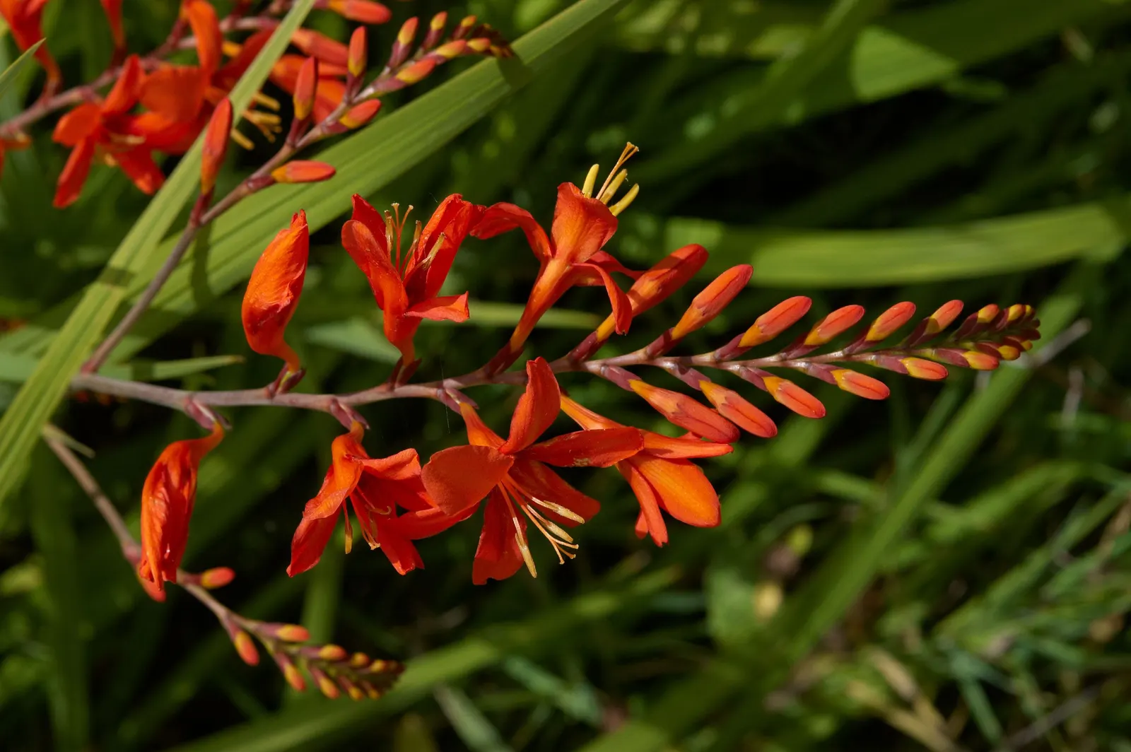 Lucifer Crocosmia (Crocosmia 'Lucifer') — abundant bloom in your client's garden space