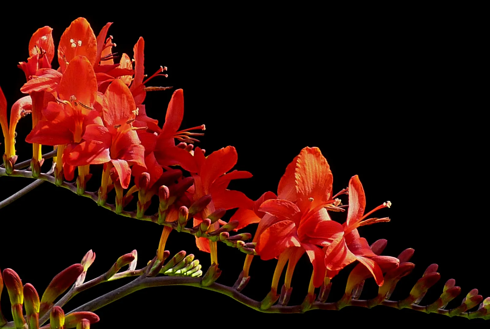 Lucifer Crocosmia (Crocosmia 'Lucifer') — Blooms midsummer, attracting hummingbirds and pollinators‚Äîideal for borders or cut flowers, image 39