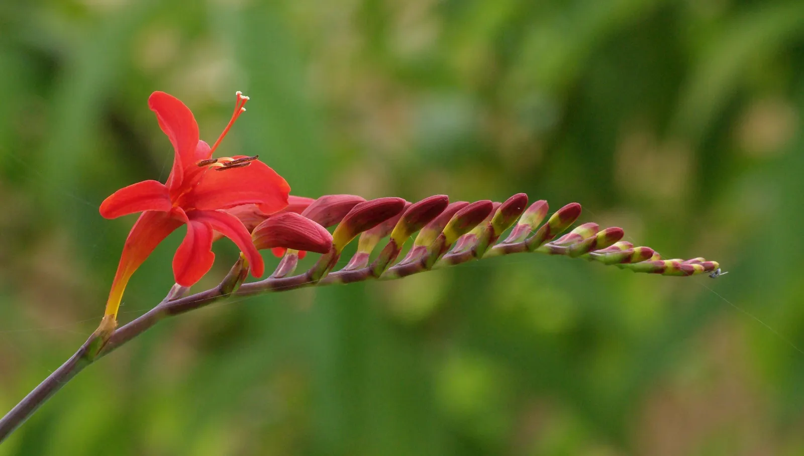 Lucifer Crocosmia (Crocosmia 'Lucifer') — As your client enjoys their landscape