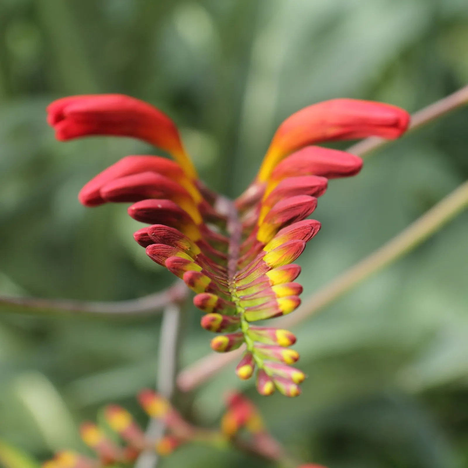 Lucifer Crocosmia (Crocosmia 'Lucifer') — It is also an elegant and durable cut flower for arrangements