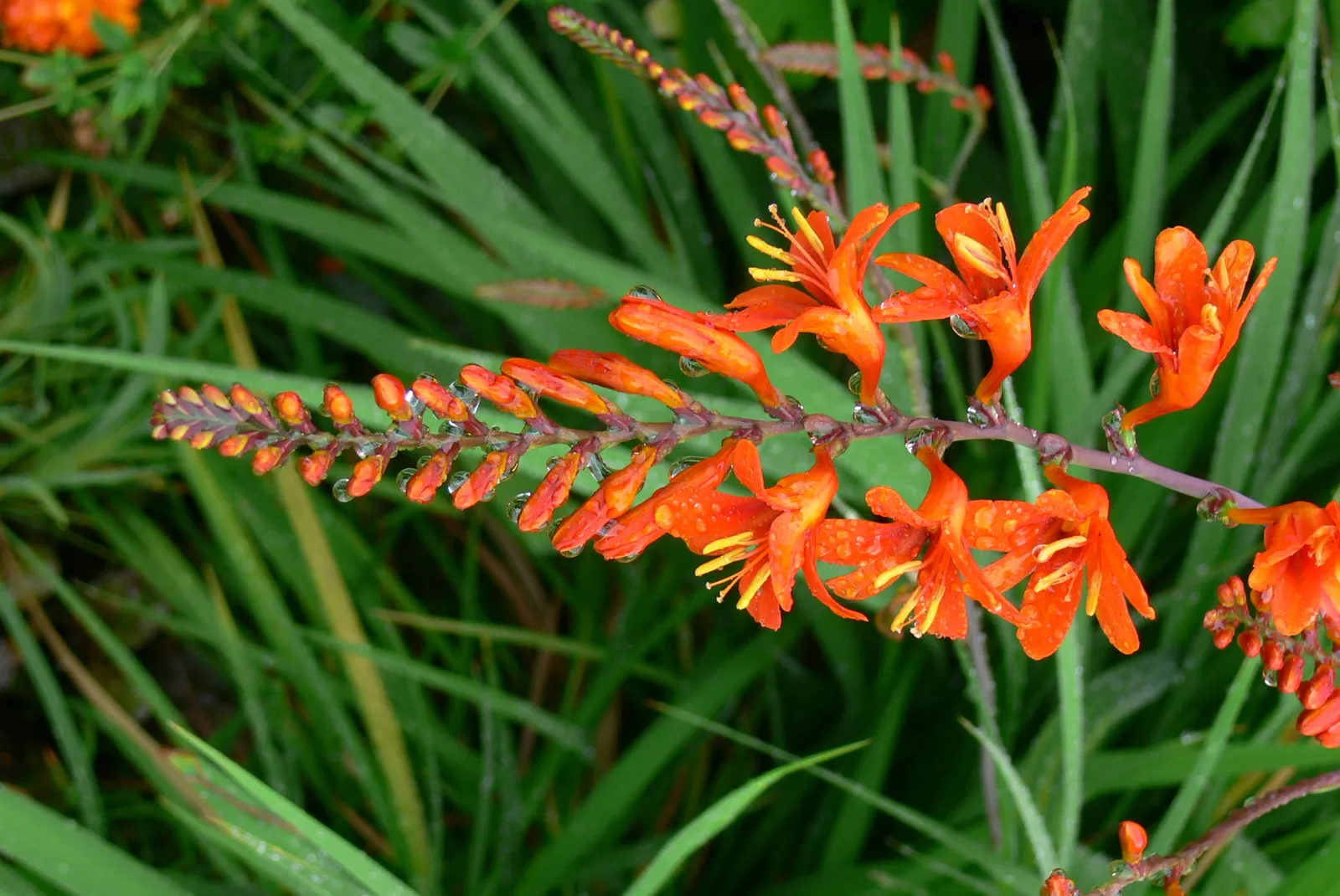 Lucifer Crocosmia (Crocosmia 'Lucifer') — tubular flowers of Crocosmia 'Lucifer' are arranged on arching