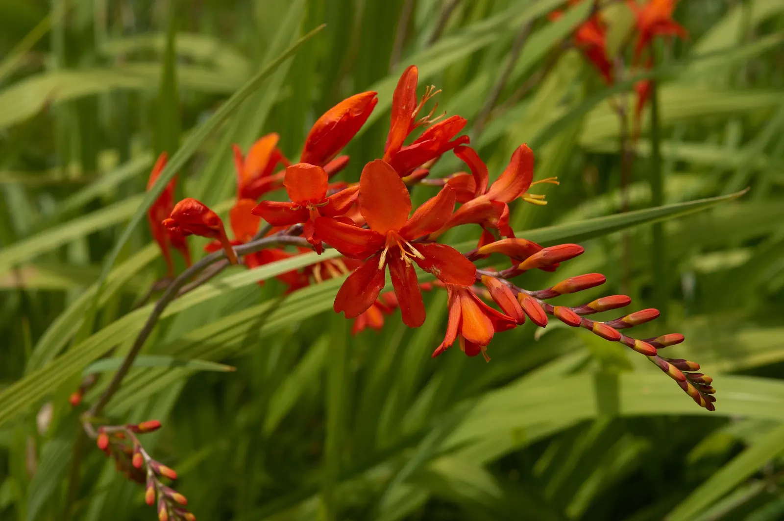 Lucifer Crocosmia (Crocosmia 'Lucifer') — adding vibrant splashes to landscapes