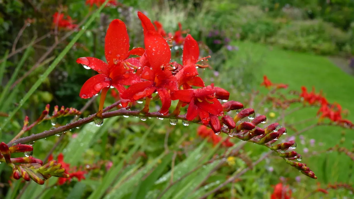 Lucifer Crocosmia (Crocosmia 'Lucifer') — Crocosmia 'Lucifer' prefers full sun to part shade exposures
