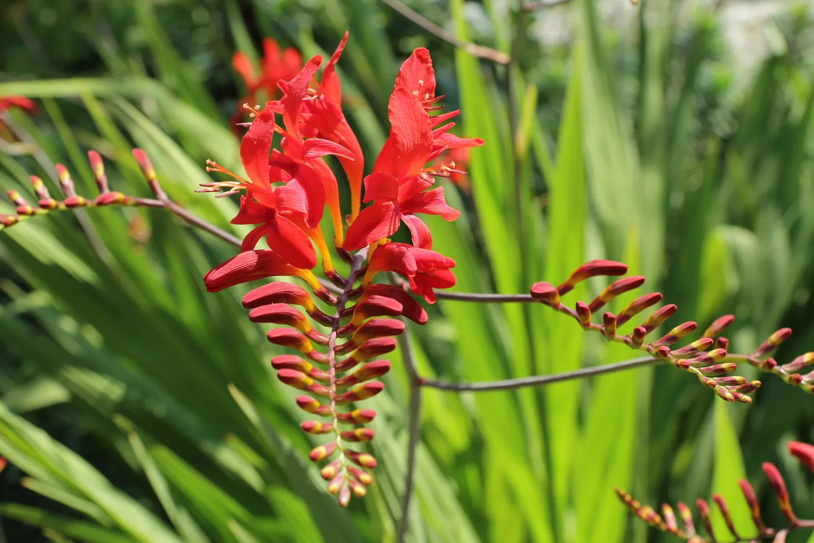 Lucifer Crocosmia (Crocosmia 'Lucifer') — the bold color and vertical form of Crocosmia 'Lucifer' make it an excellent choice for borders