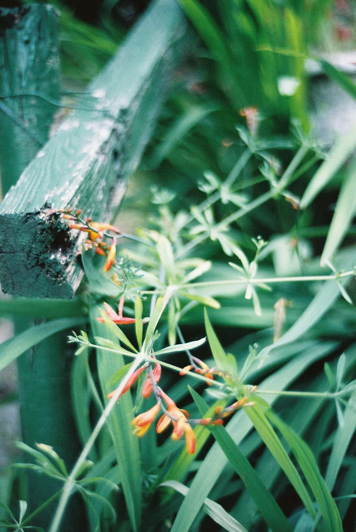 Lucifer Crocosmia (Crocosmia 'Lucifer') — Hardy and moderately drought-resistant once established; tubular flowers of Crocosmia 'Lucifer' are arranged on