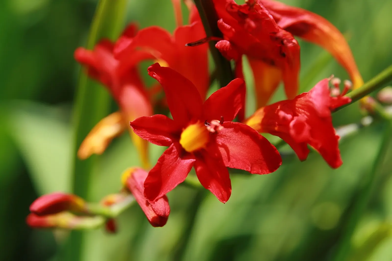 Lucifer Crocosmia (Crocosmia 'Lucifer') — mixed beds or as a dramatic backdrop to lower-growing perennials and grasses