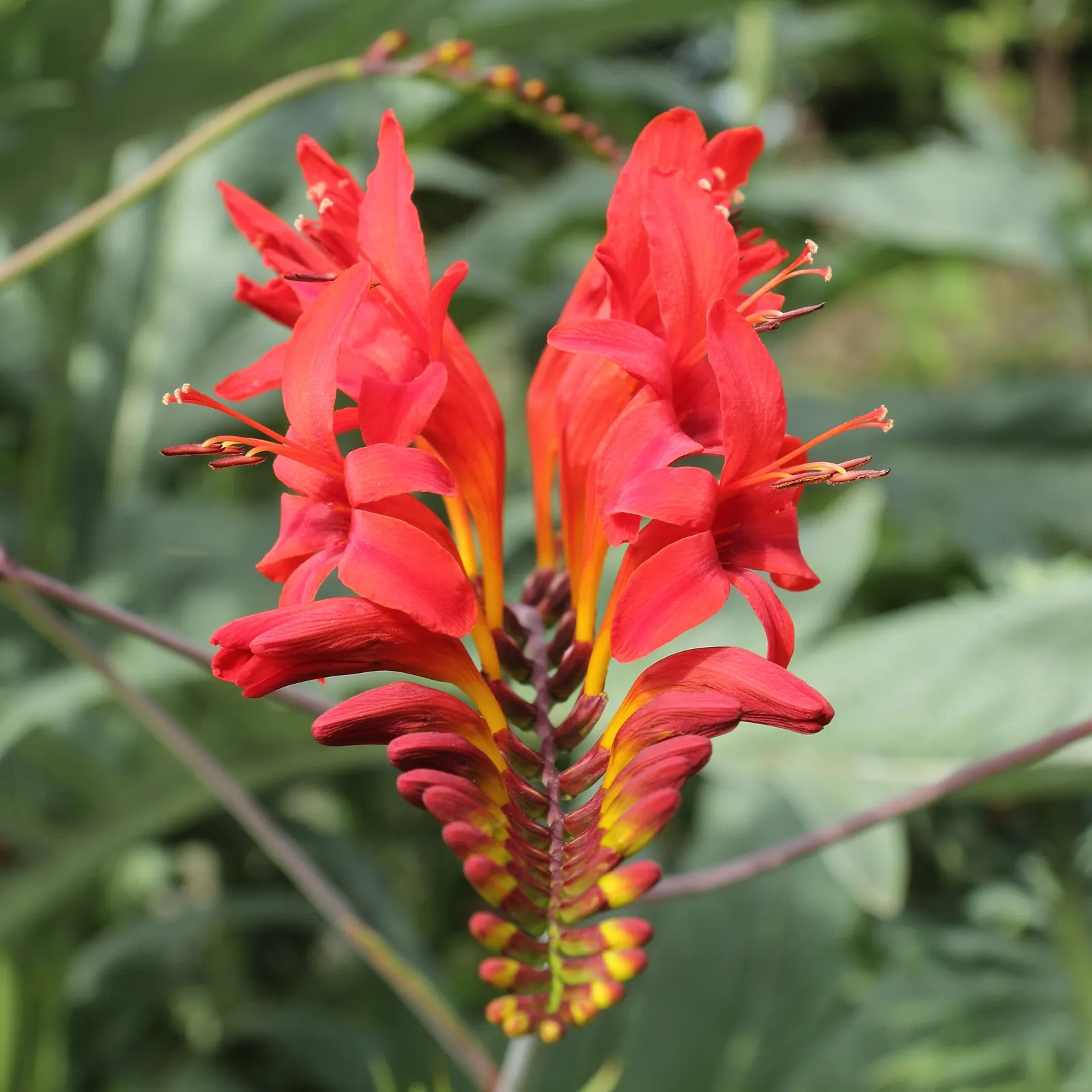 Lucifer Crocosmia (Crocosmia 'Lucifer') — creating an eye-catching display from late June through August