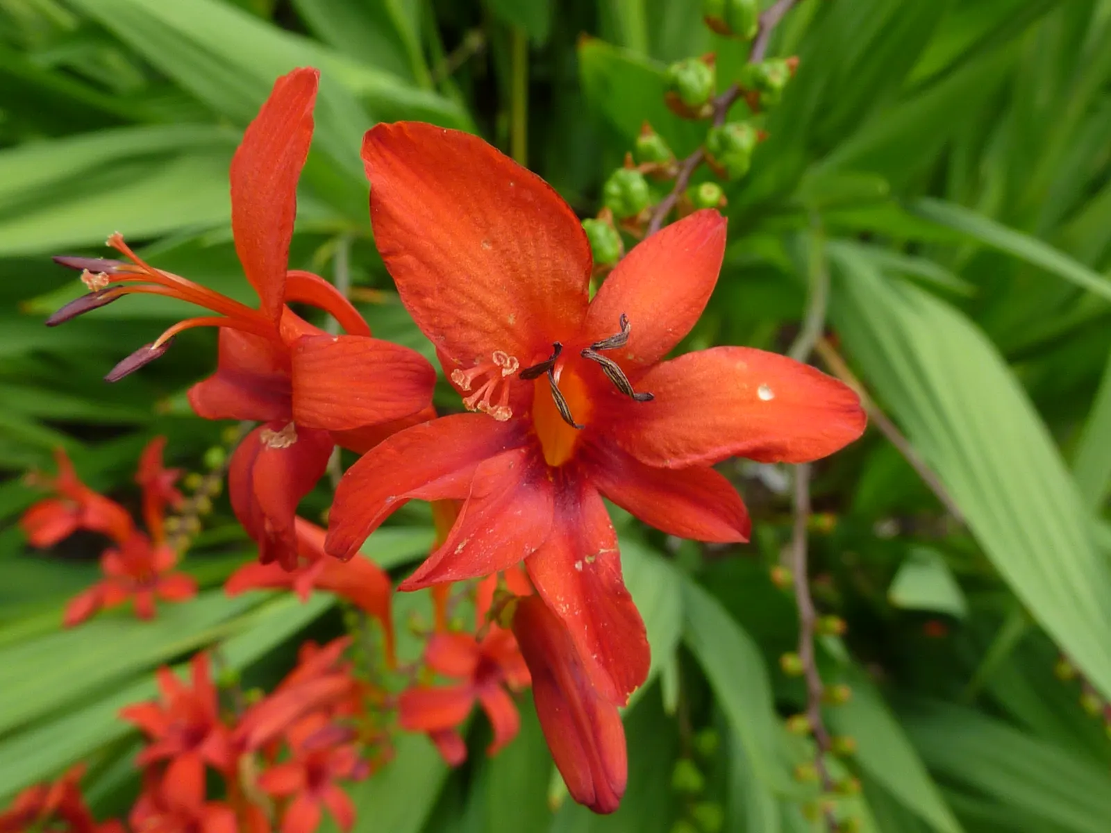 Lucifer Crocosmia (Crocosmia 'Lucifer') — trumpet-shaped blooms atop slender; this herbaceous perennial unfolds from sword-shaped