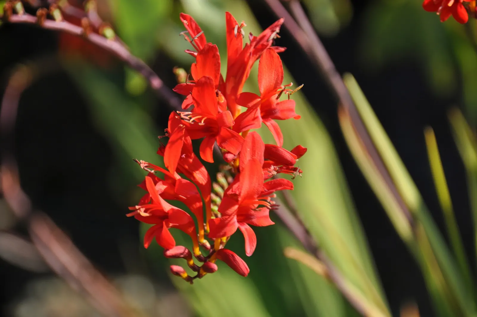 Lucifer Crocosmia (Crocosmia 'Lucifer') — Blooms midsummer, attracting hummingbirds and pollinators‚Äîideal for borders or cut flowers