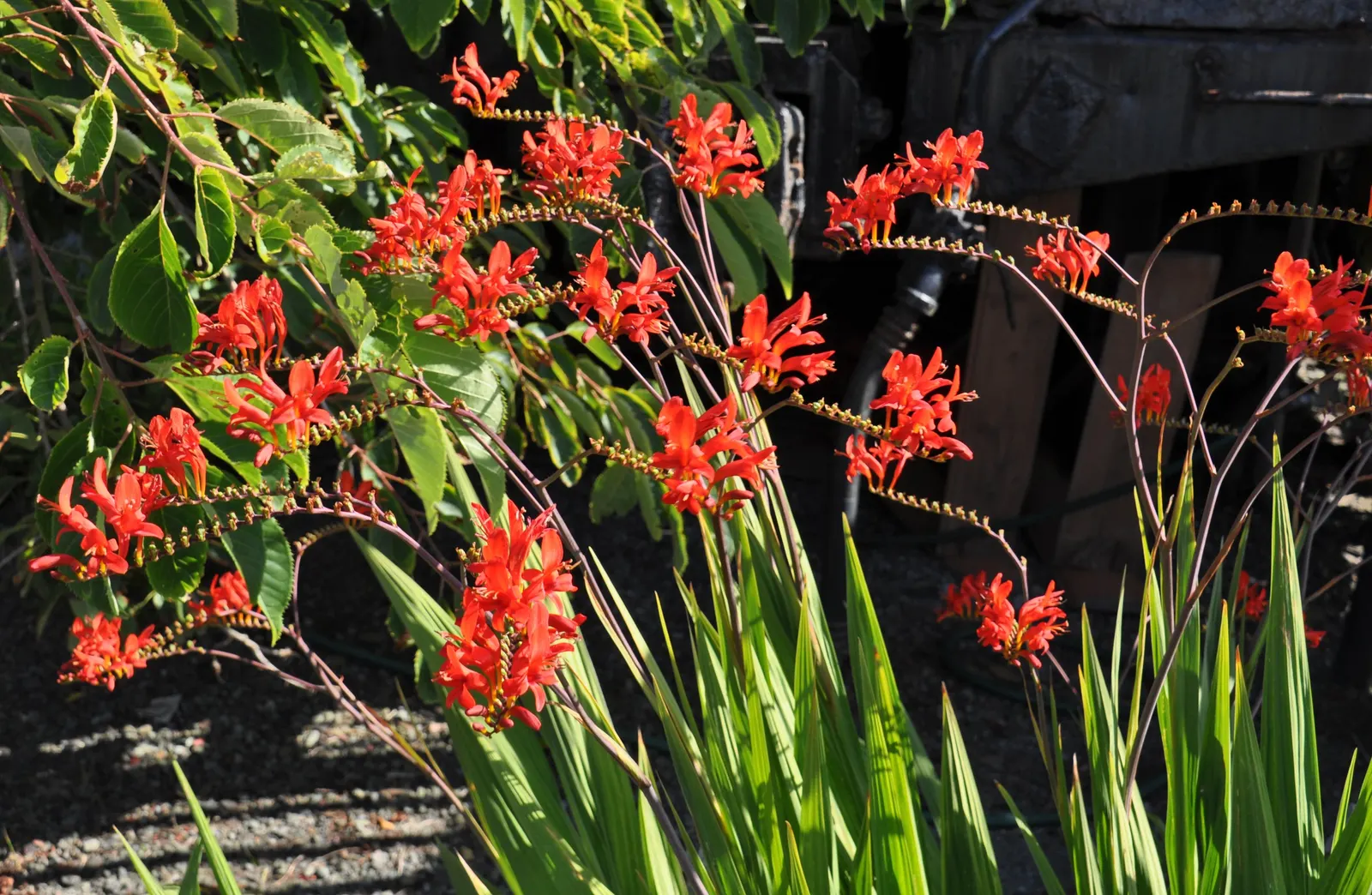 Lucifer Crocosmia (Crocosmia 'Lucifer') — This herbaceous perennial unfolds from sword-shaped