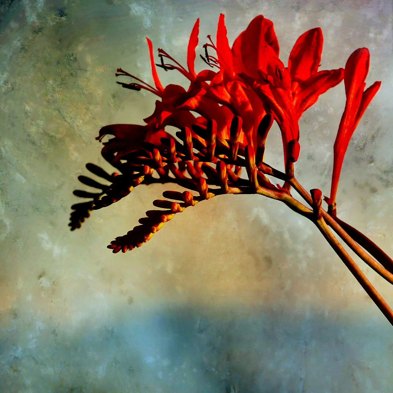 Lucifer Crocosmia (Crocosmia 'Lucifer') — Crocosmia 'Lucifer' is a herald of midsummer with its striking; allowing the client to bring a piece of their