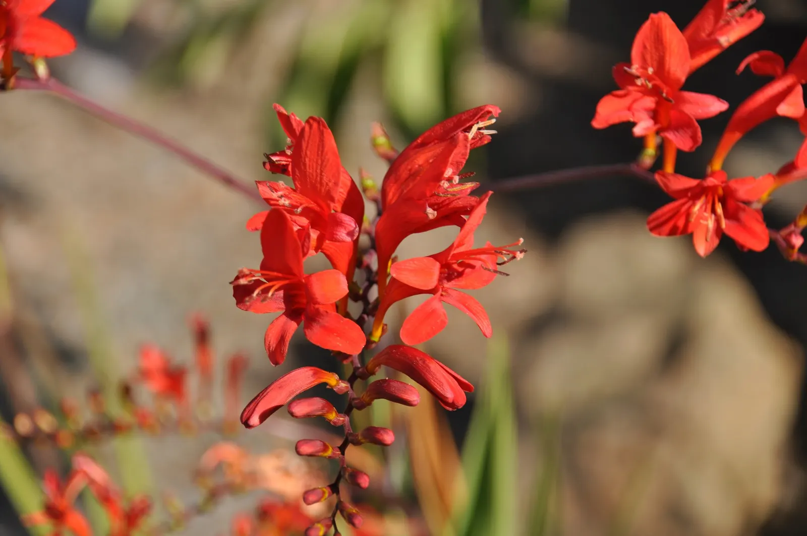 Lucifer Crocosmia (Crocosmia 'Lucifer') — basal green foliage that reaches an average height of 3 to 4 feet