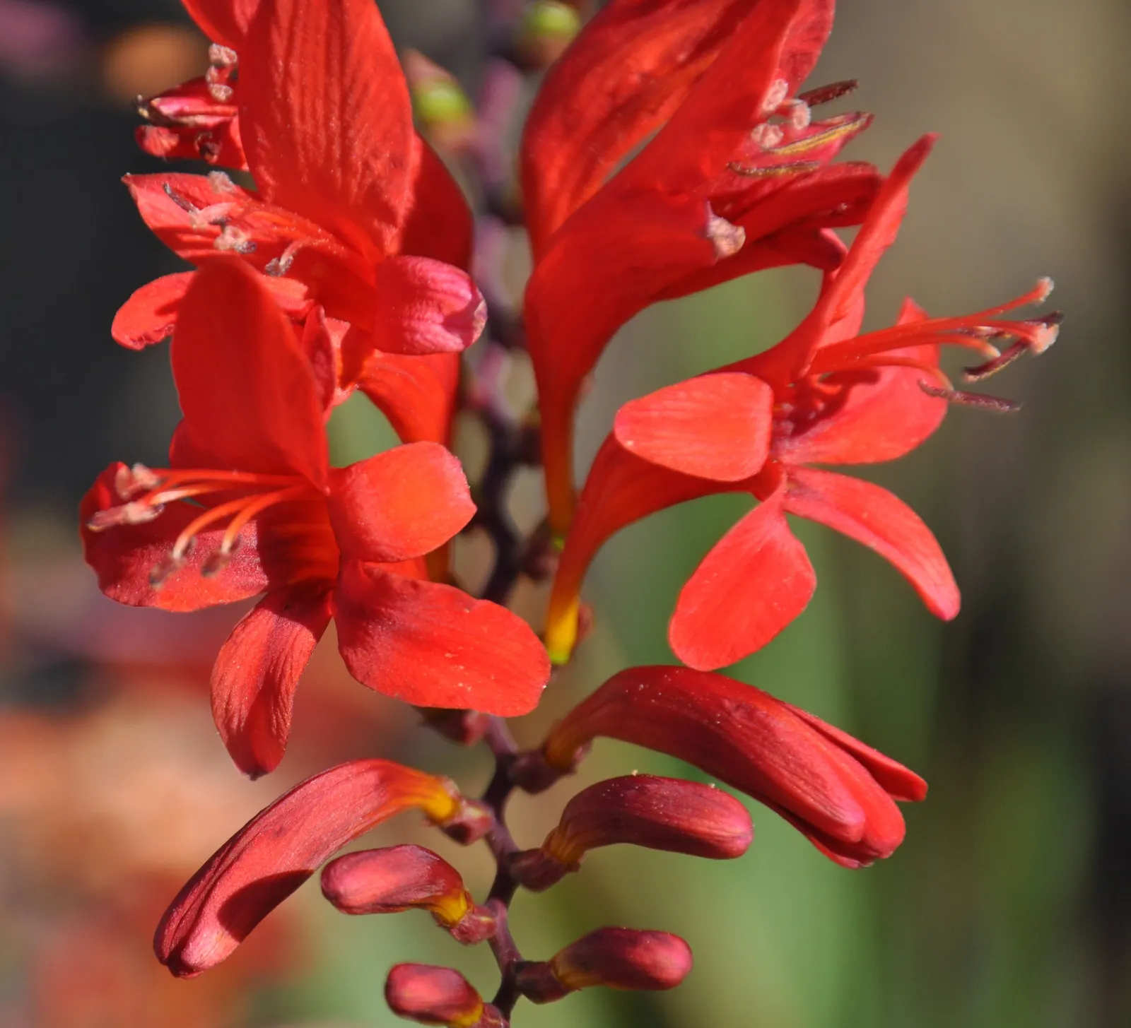 Lucifer Crocosmia (Crocosmia 'Lucifer') — Hardy and moderately drought-resistant once established