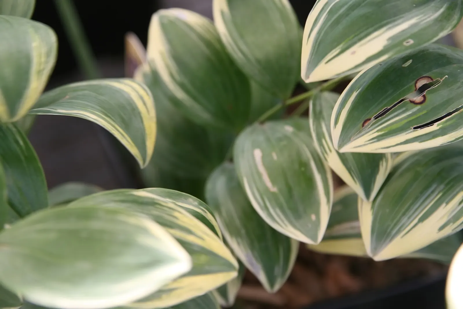 Variegated Solomon's Seal (Polygonatum Odoratum 'Vareigatum') — Variegated Solomon's Seal (Polygonatum odoratum 'Variegatum') is an elegant