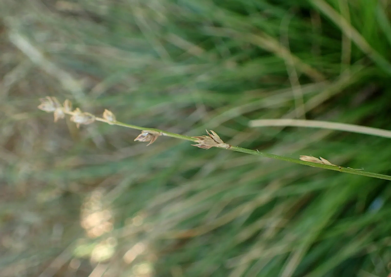 Berkeley Sedge (Carex Tumulicola) — Ideal for naturalistic landscapes and erosion control