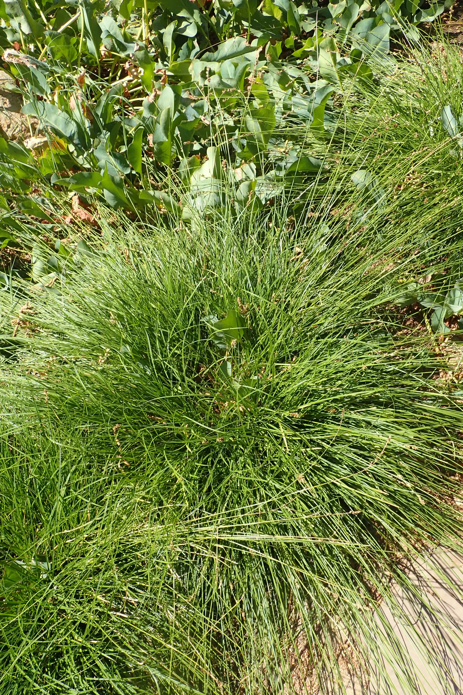 Berkeley Sedge (Carex Tumulicola) — Thriving in Zones 8-10, it forms dense, fountain-like clumps 1-2 feet high and 2-3 feet wide