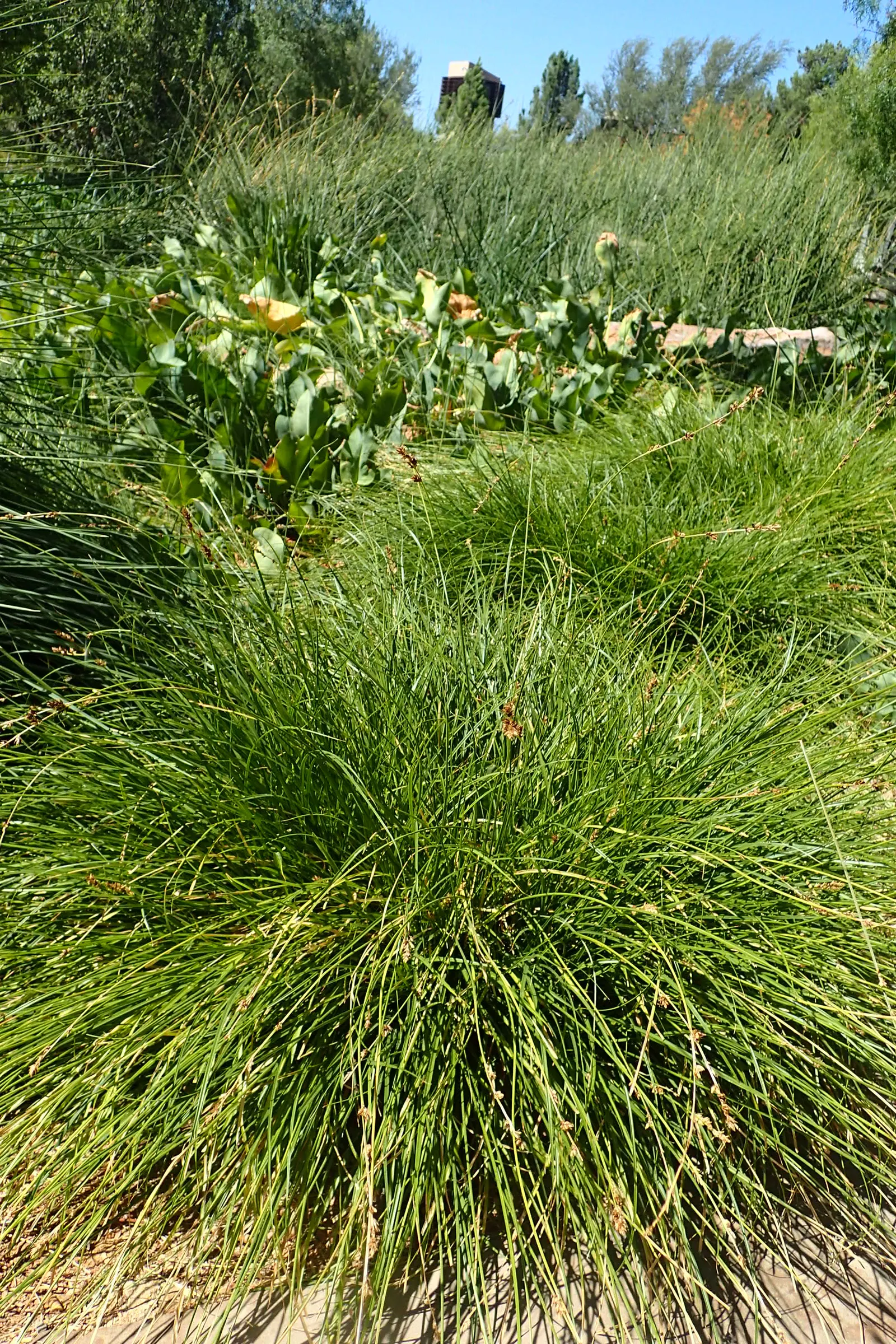Berkeley Sedge (Carex Tumulicola) — Preferring partial to full shade, it's versatile in various soils with moderate to regular water