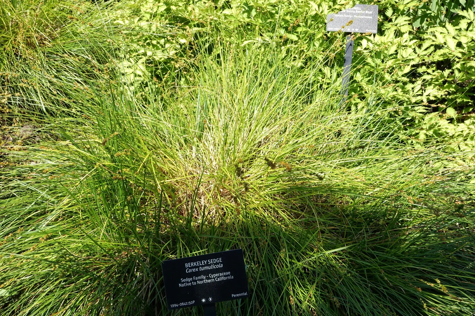 Berkeley Sedge (Carex Tumulicola) — Carex tumulicola, or Berkeley Sedge, is a lush, evergreen perennial grass native to California