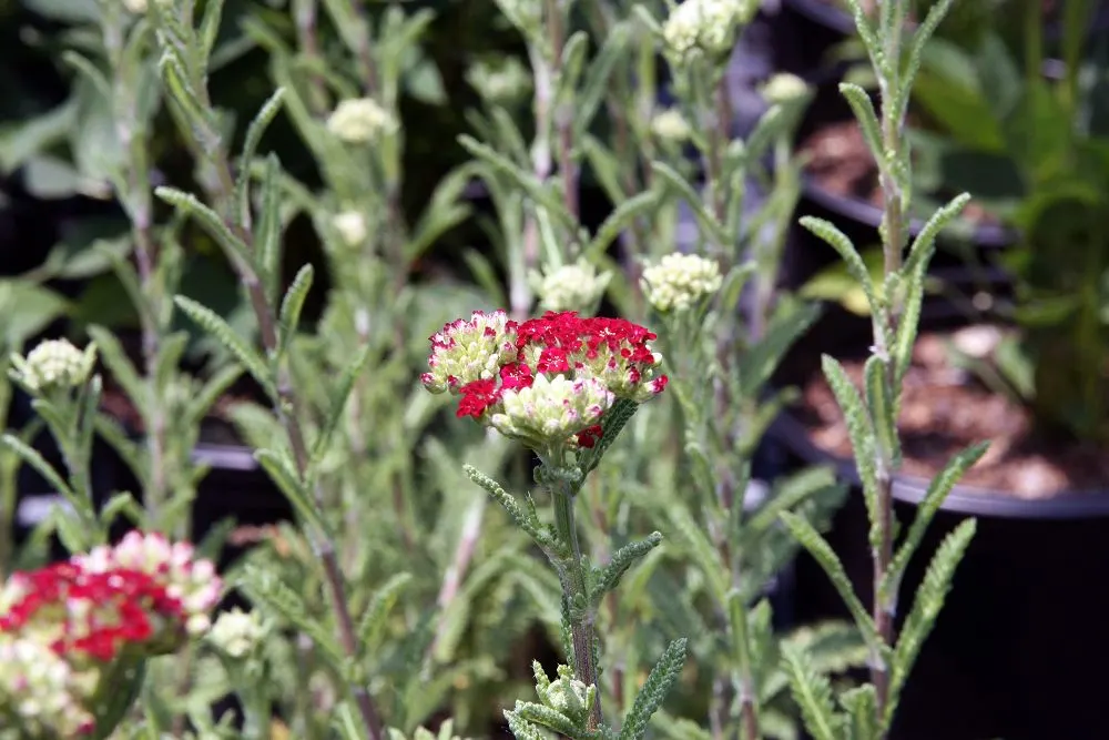 Red Velvet Yarrow (Achillea Millefolium 'Red Velvet') — commonly known as Red Velvet Yarrow