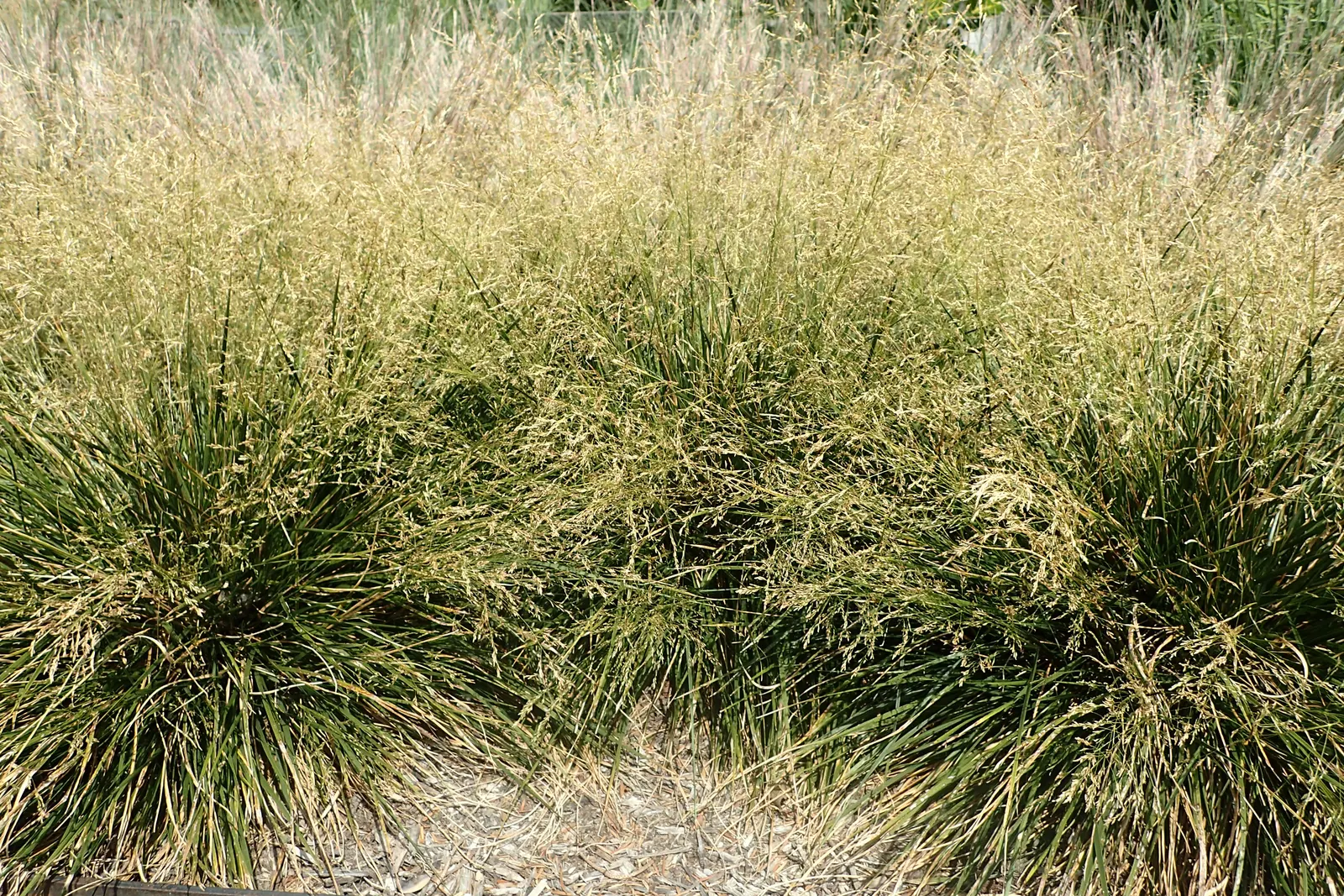 Golden Dew Tufted Hair Grass (Deschampsia Cespitosa 'Goldtau') — commonly known as Golden Dew Tufted Hair Grass