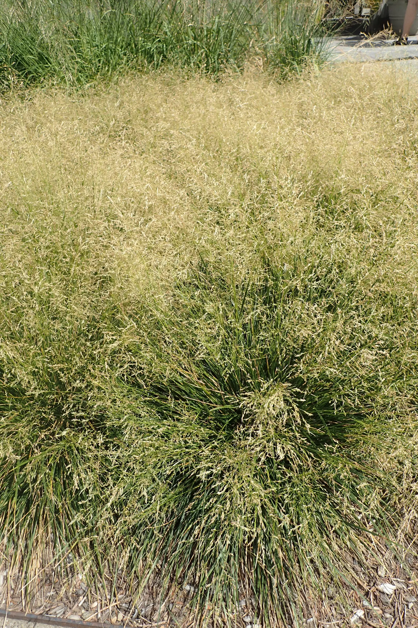 Golden Dew Tufted Hair Grass (Deschampsia Cespitosa 'Goldtau') — In summer, it boasts delicate, airy panicles of golden-yellow flowers that reach heights up to