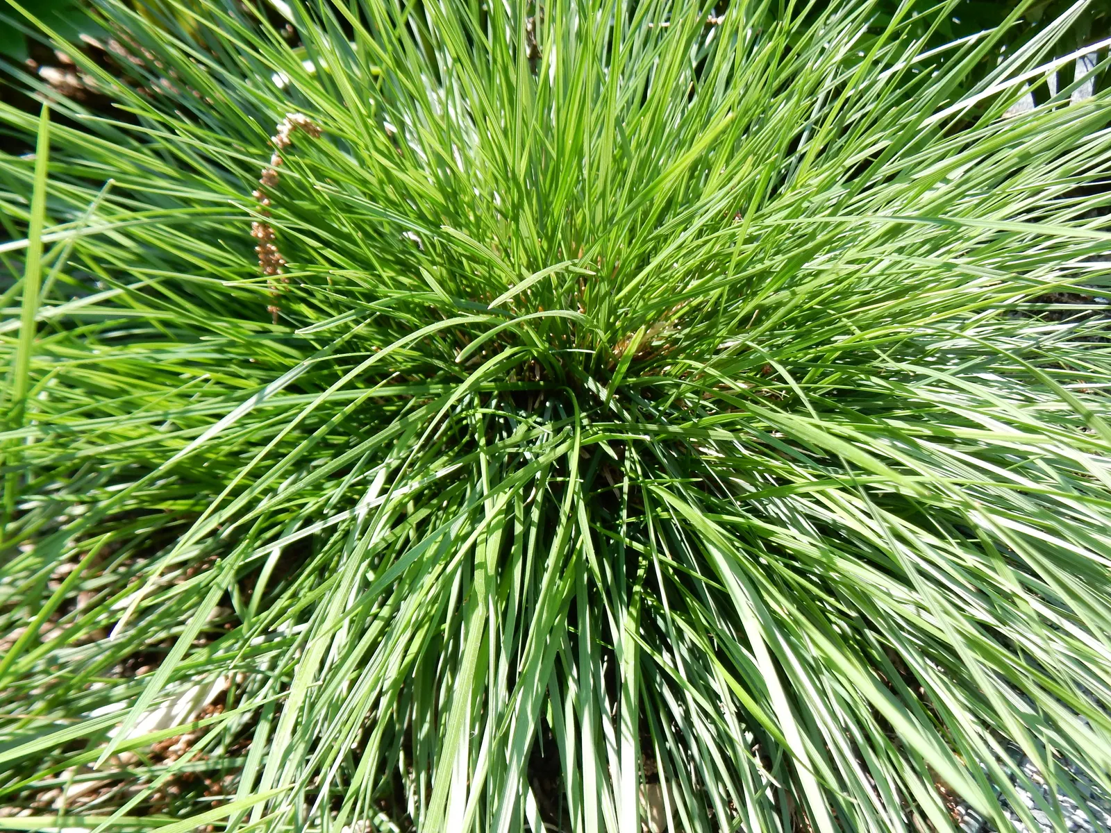 Golden Dew Tufted Hair Grass (Deschampsia Cespitosa 'Goldtau') — is a perennial ornamental grass valued for its fine-textured