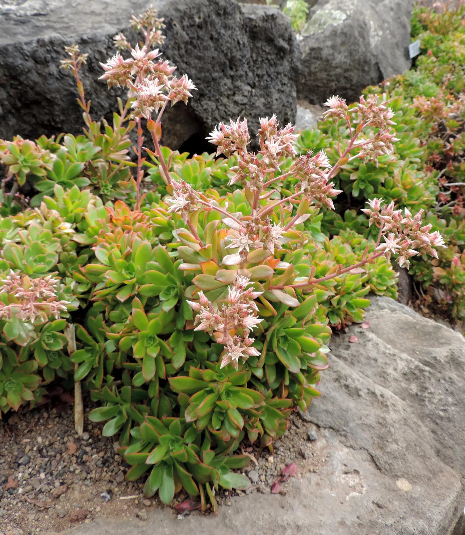 Aeonium Decorum — stands as a fascinating succulent that can add a bold architectural statement to your landscape design