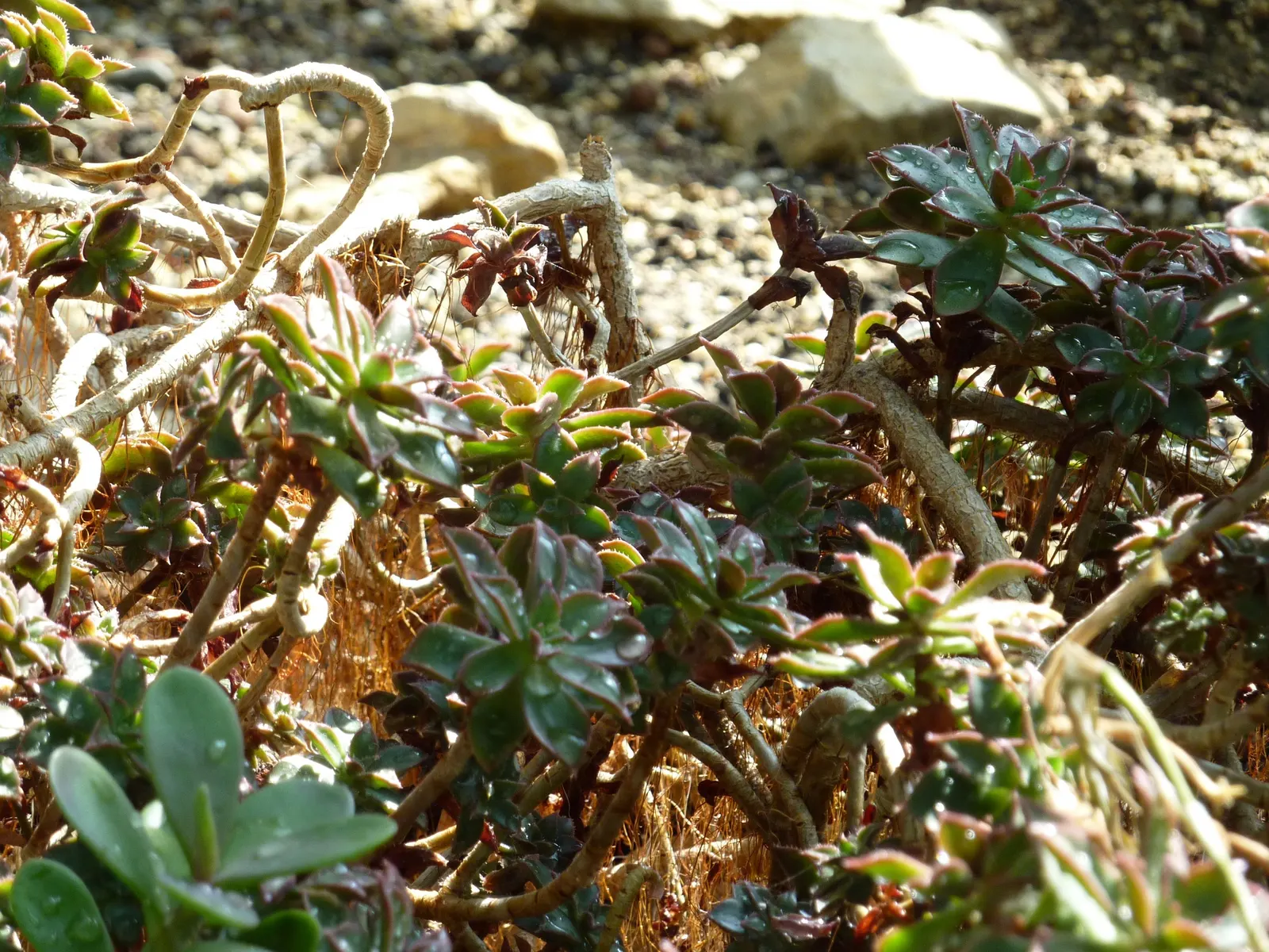 Aeonium Decorum — The Aeonium decorum, a captivating succulent, reaches a modest 24 inches tall and wide