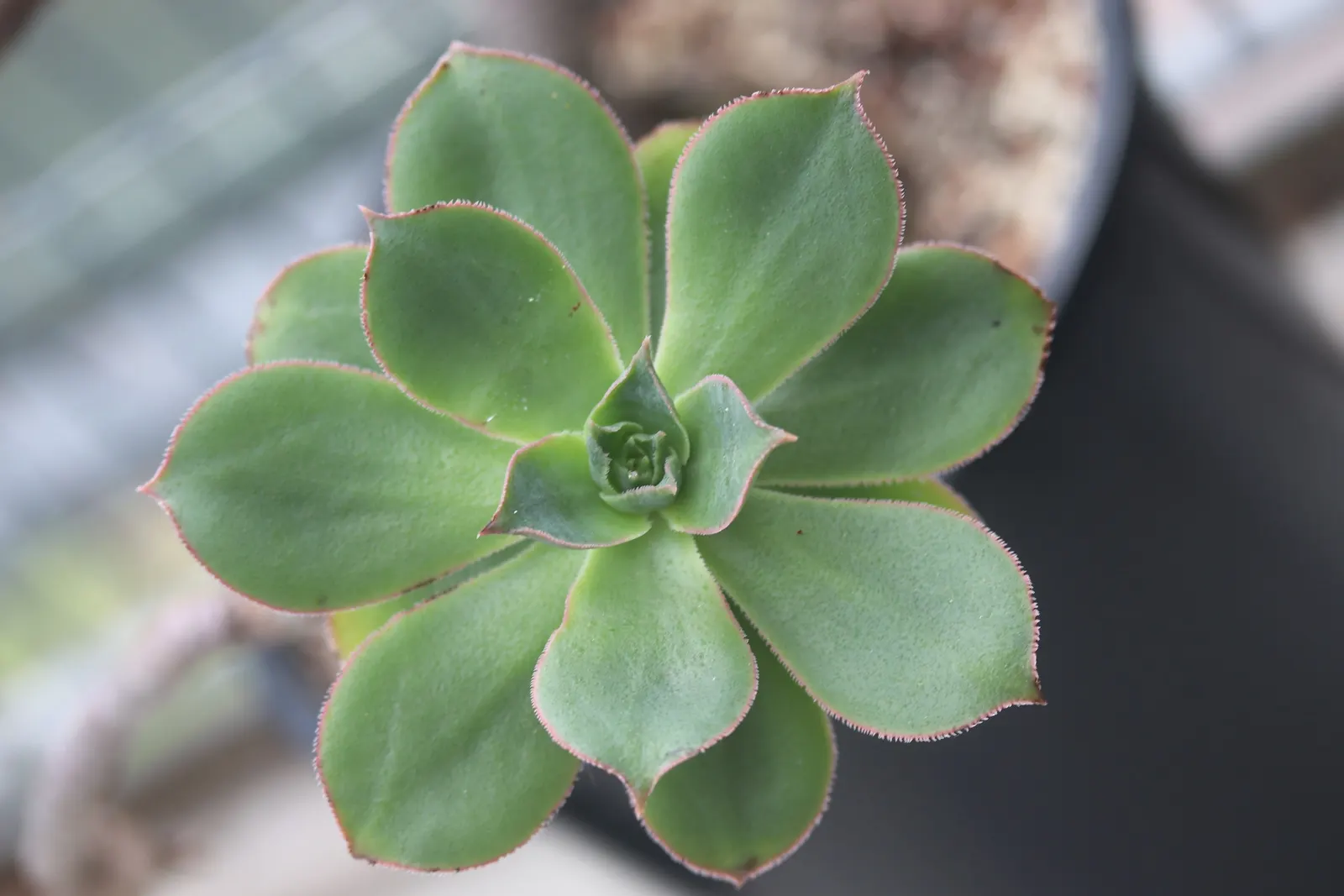 Aeonium Decorum — each rosette spanning up to 4 inches in diameter