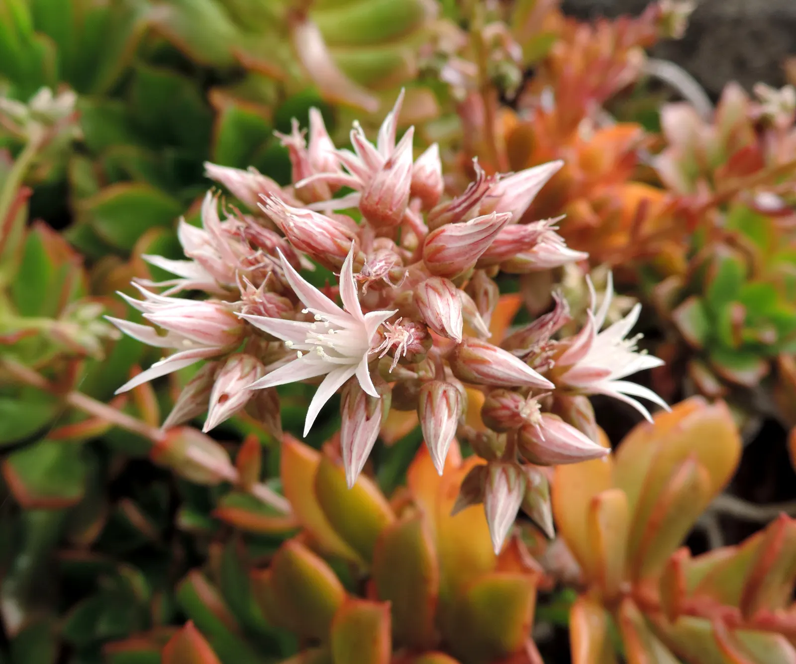 Aeonium Decorum — commonly referred to as Green Pinwheel