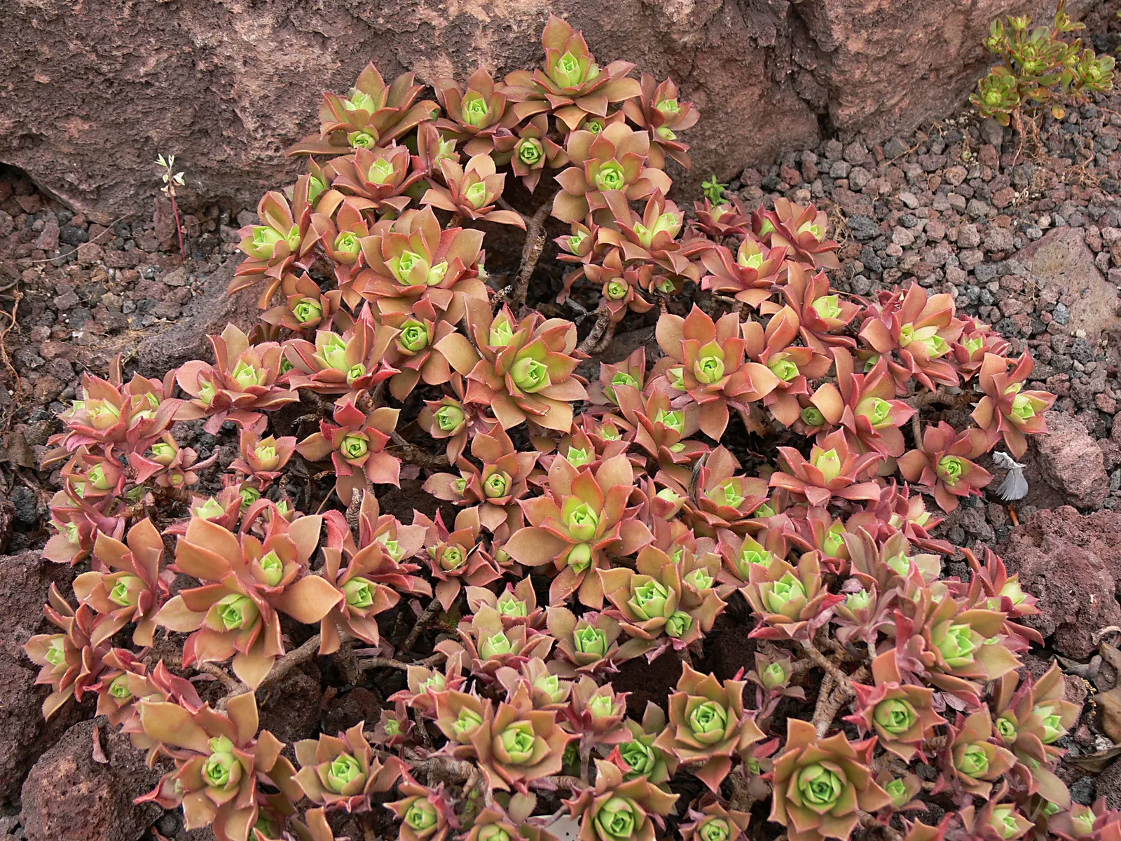 Aeonium Decorum — making it ideal for xeriscaping and coastal gardens