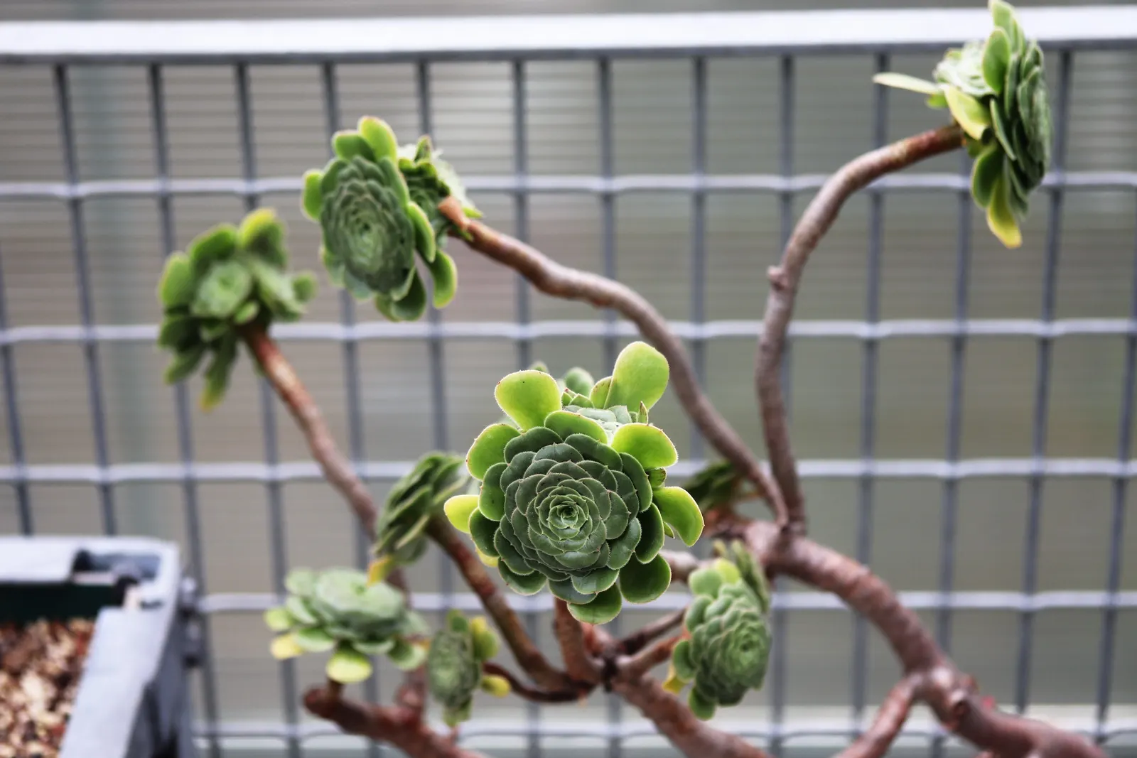 Aeonium Decorum — This low-maintenance perennial prefers well-draining soil and thrives in USDA zones 9-11