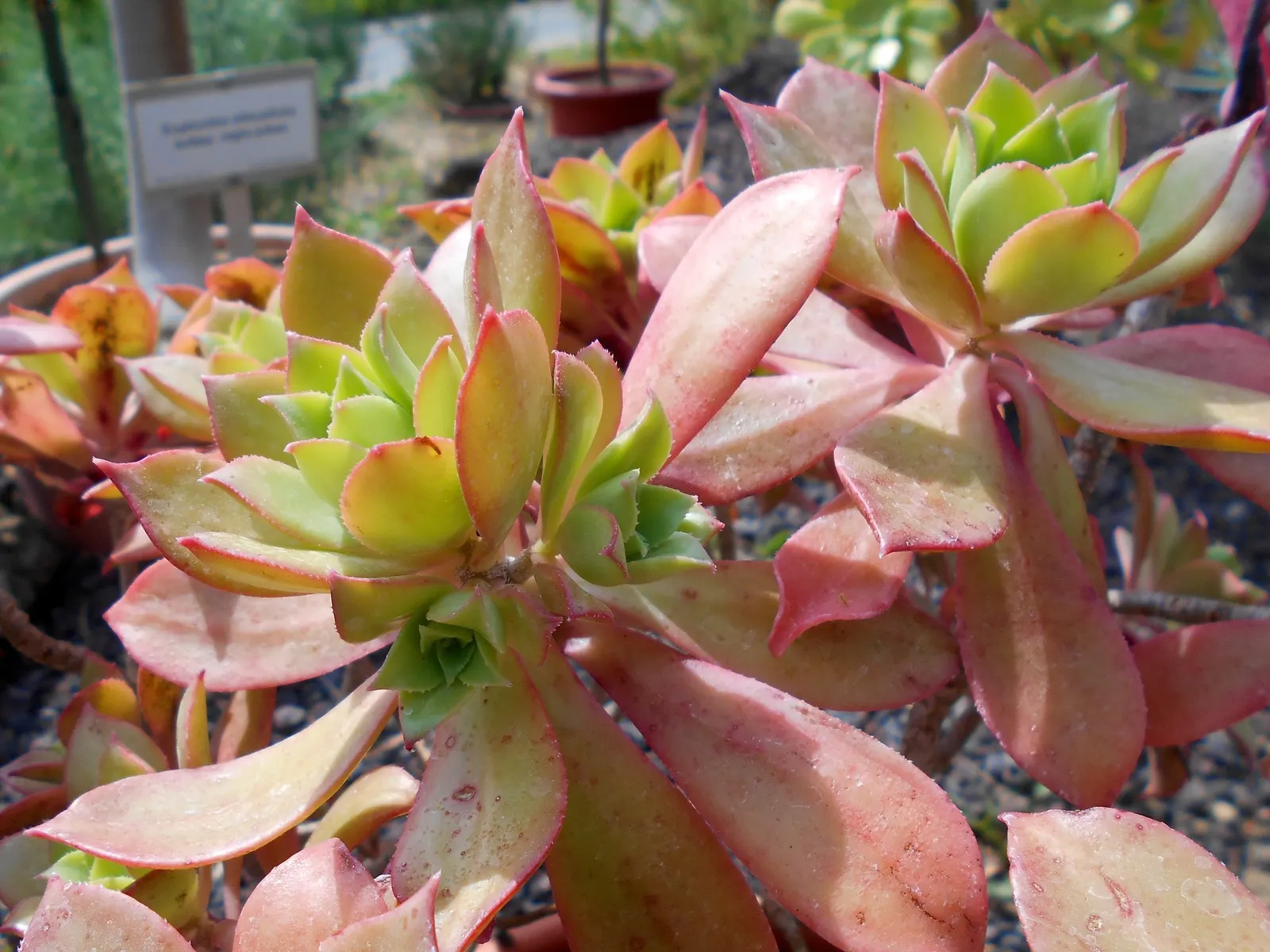Aeonium Decorum — spoon-shaped leaves boast a green center with pink margins
