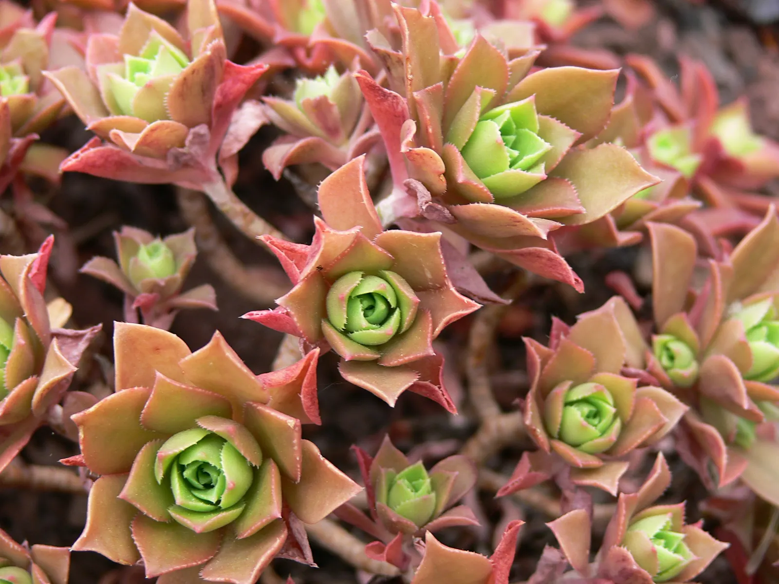 Aeonium Decorum — With minimal water needs, it's perfect for water-wise landscapes or as an ornamental container specimen